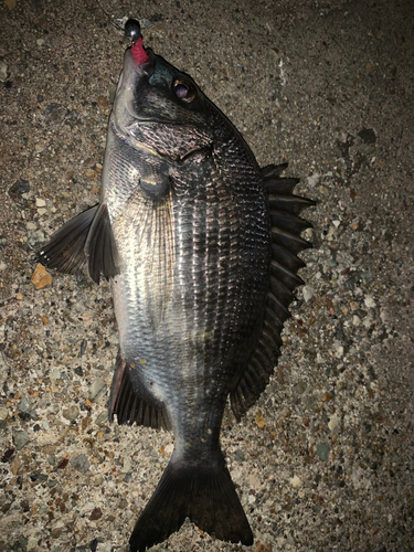 チヌの釣果