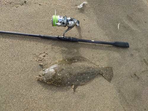 ソゲの釣果