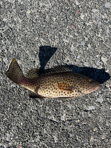 オオモンハタの釣果