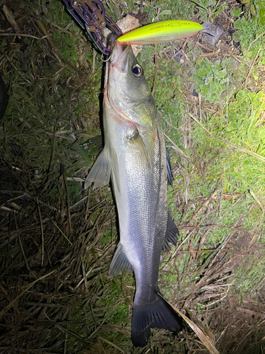 スズキの釣果