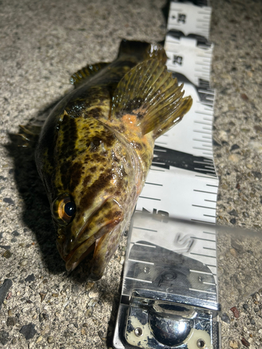 タケノコメバルの釣果