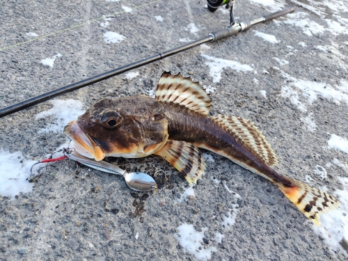 カジカの釣果