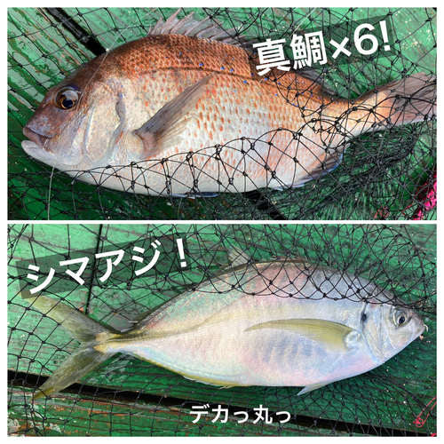 シマアジの釣果