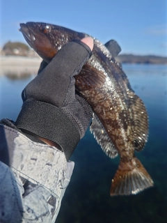 アイナメの釣果