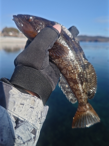 アイナメの釣果