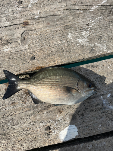 イスズミの釣果