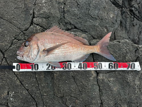 タイの釣果