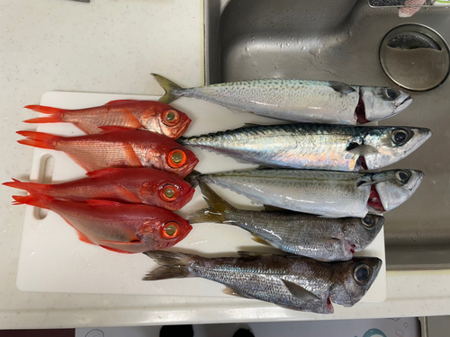 キンメダイの釣果