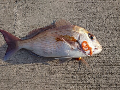 マダイの釣果