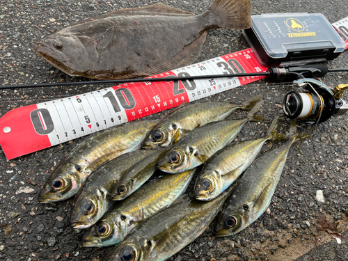 アジの釣果