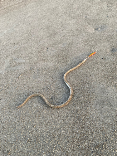 ダイナンウミヘビの釣果