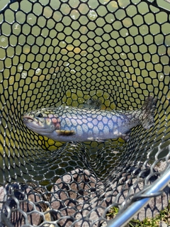 レインボートラウトの釣果