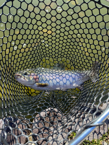 レインボートラウトの釣果