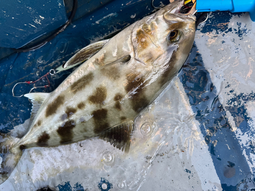 アイブリの釣果