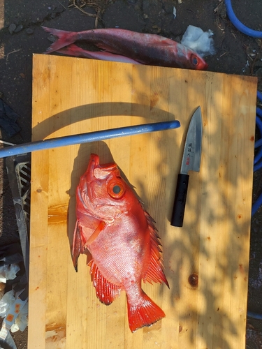 チカメキントキの釣果