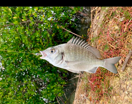 ミナミクロダイの釣果