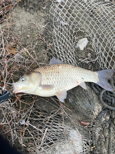 フナの釣果