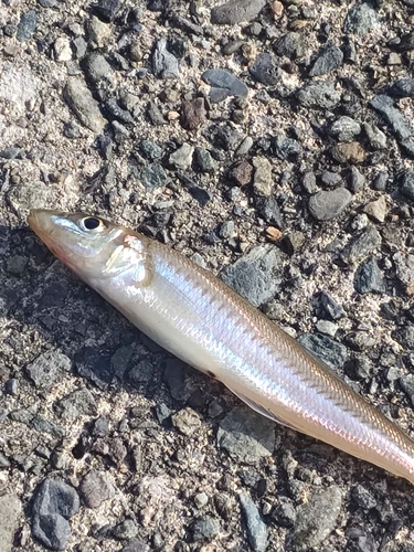 キスの釣果