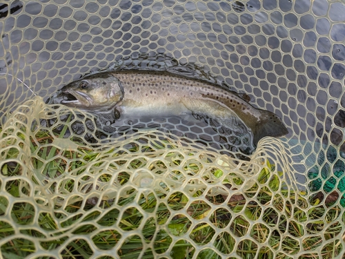 ブラウントラウトの釣果