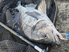 チヌの釣果