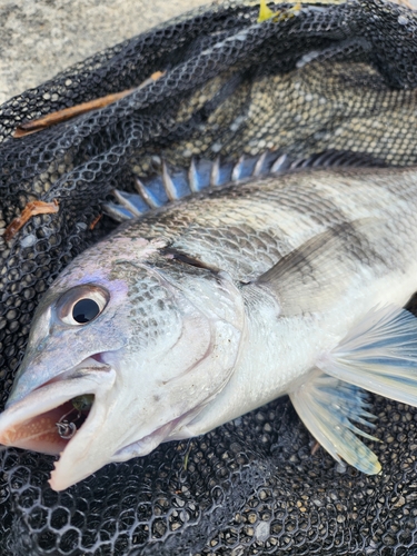 キビレの釣果