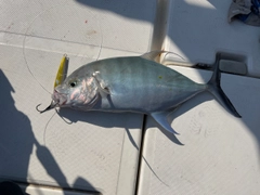 ナンヨウカイワリの釣果