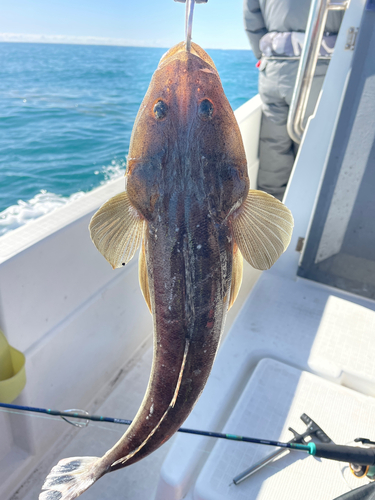 マゴチの釣果