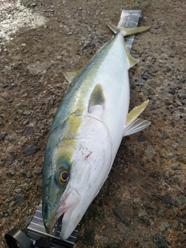 ブリの釣果