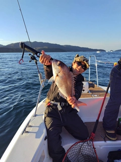 マダイの釣果