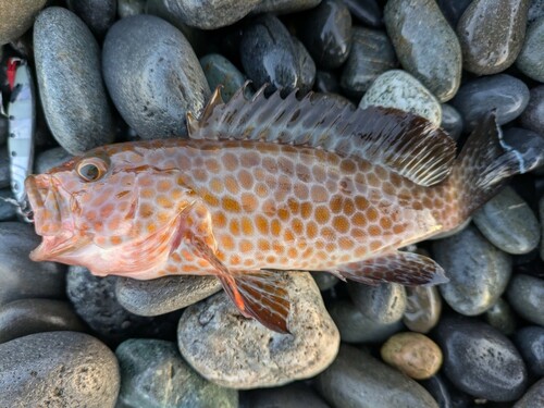 オオモンハタの釣果