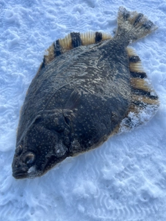 カワガレイの釣果