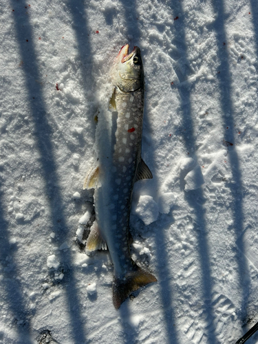 アメマスの釣果