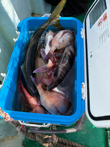 マダイの釣果