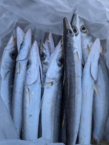 カマスの釣果