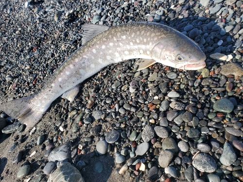 アメマスの釣果