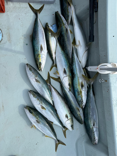 タイの釣果