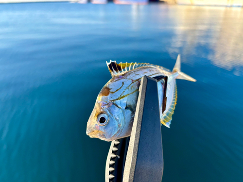 ヒイラギの釣果