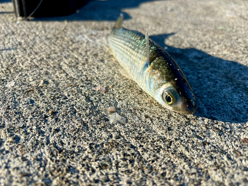 ボラの釣果