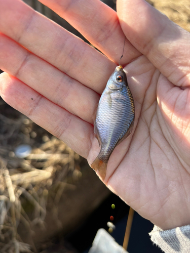 タイリクバラタナゴの釣果