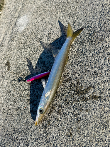 カマスの釣果