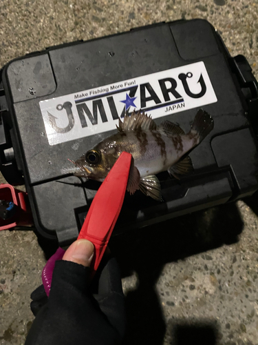 ハゼの釣果