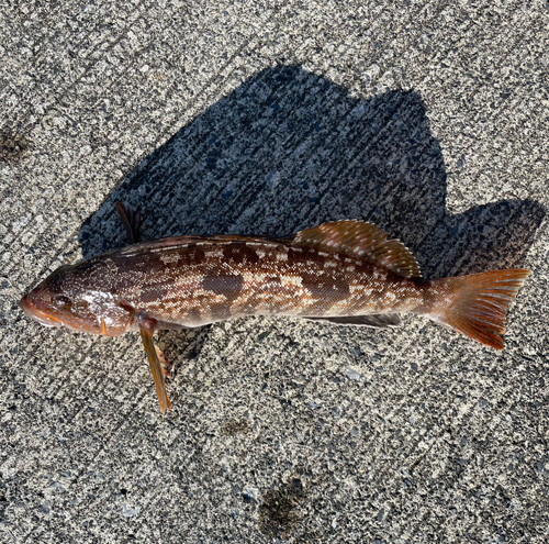 アイナメの釣果