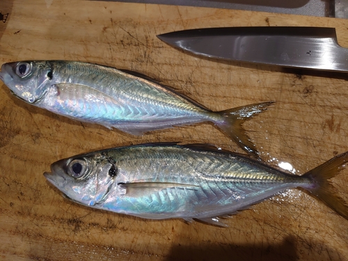 アジの釣果