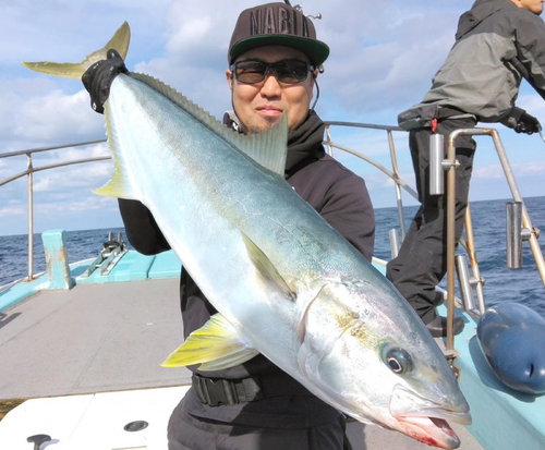 ヒラマサの釣果