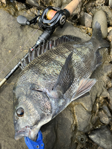 クロダイの釣果