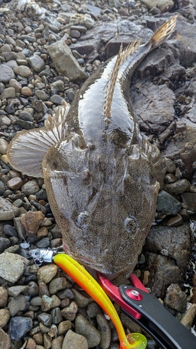 マゴチの釣果