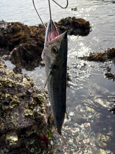 サゴシの釣果