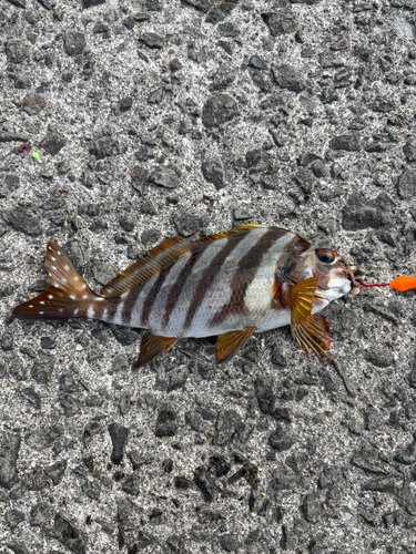 タカノハダイの釣果