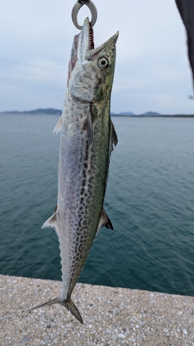 サゴシの釣果