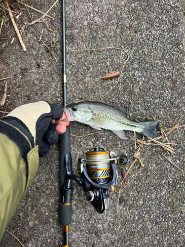 ラージマウスバスの釣果